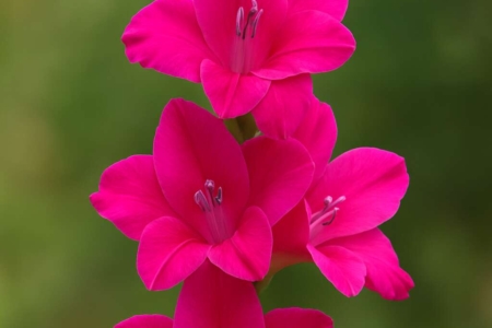 Gladiolus triphyllus