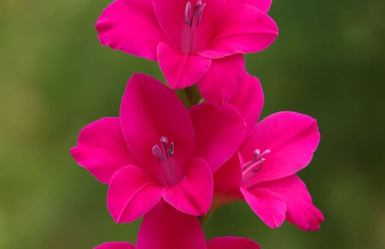 Gladiolus triphyllus