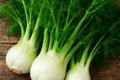 Fennel Foeniculum vulgare ssp. piperitum