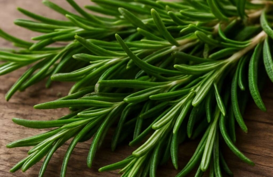 Rosemary Rosmarinus officinalis