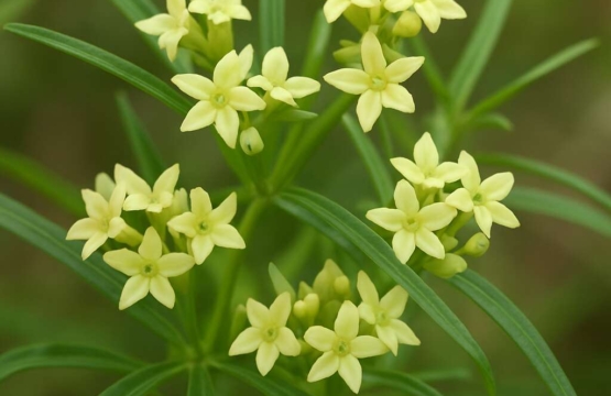 Rubia laurae