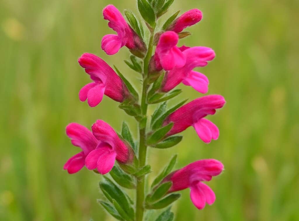 Odontites cyprius