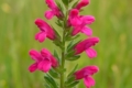 Odontites cyprius