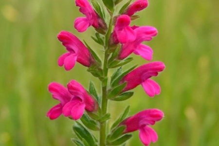 Odontites cyprius