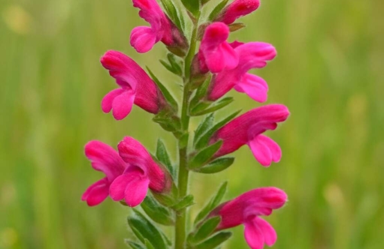 Odontites cyprius