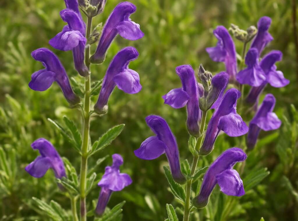 Scutellaria cypria subsp. cypria