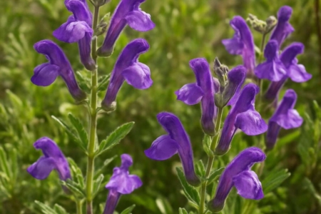 Scutellaria cypria subsp. cypria