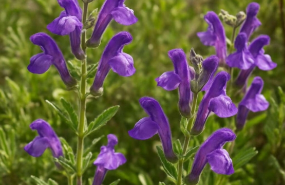 Scutellaria cypria subsp. cypria