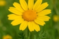 Yellow Camomile	Anthemis palaestina