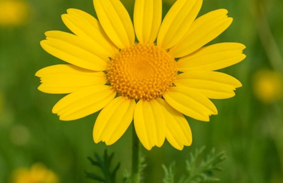 Yellow Camomile	Anthemis palaestina