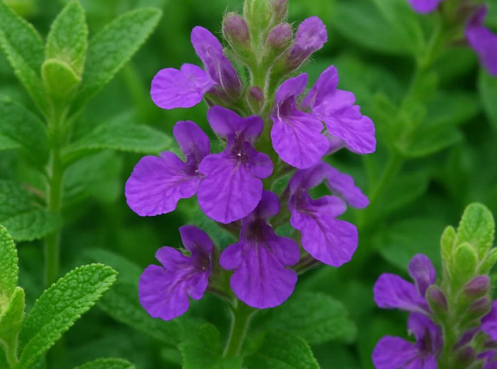 Teucrium salaminium
