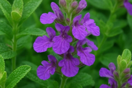 Teucrium salaminium
