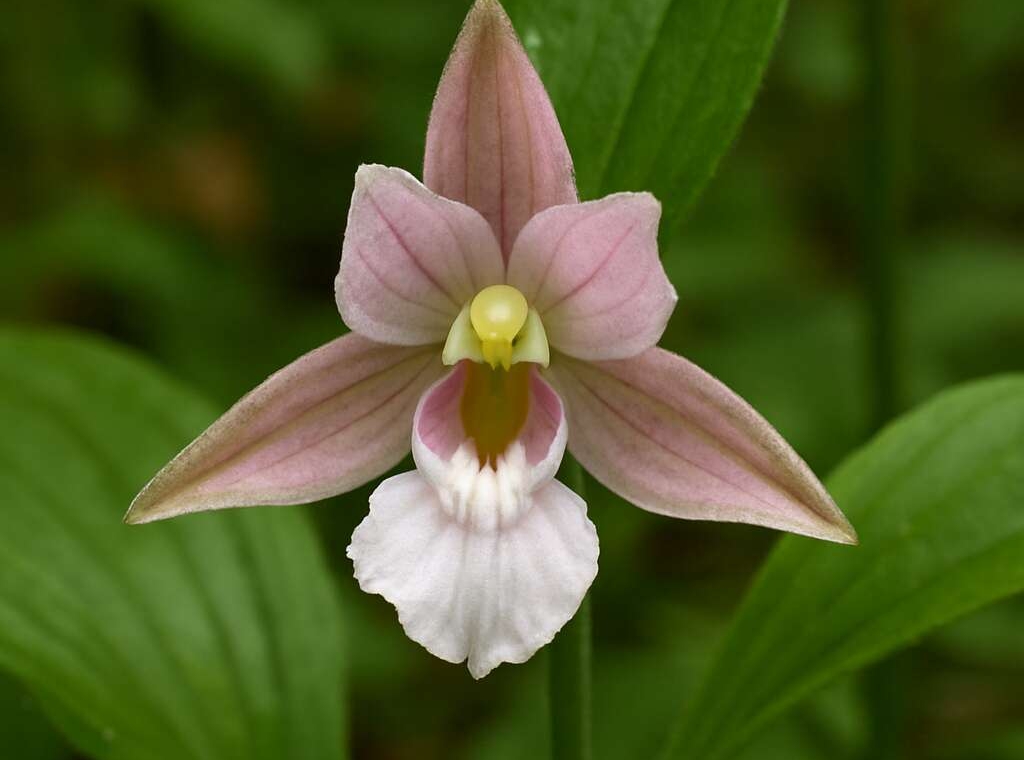 Epipactis troodi