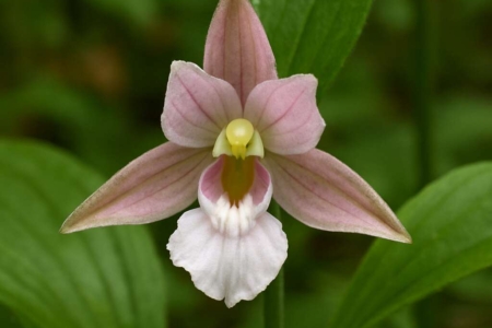 Epipactis troodi