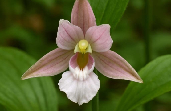 Epipactis troodi