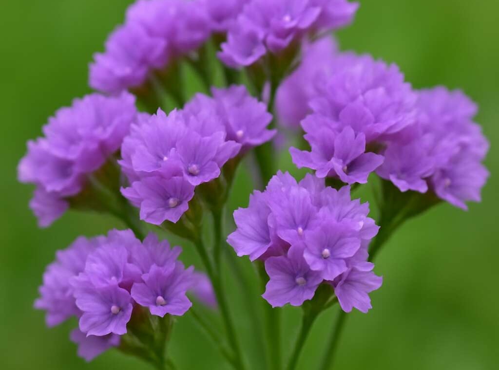 Limonium mucronulatum