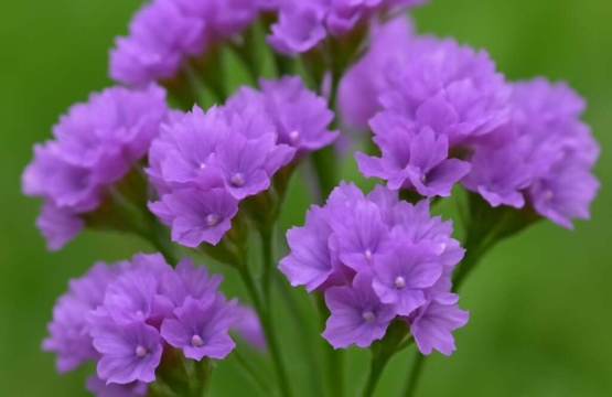 Limonium mucronulatum