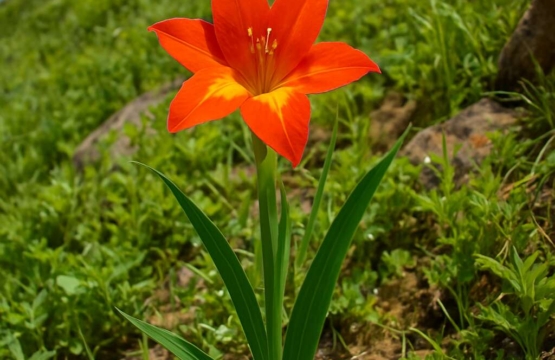 Wild Gladiolus (endemic) Gladiolus triphyllus