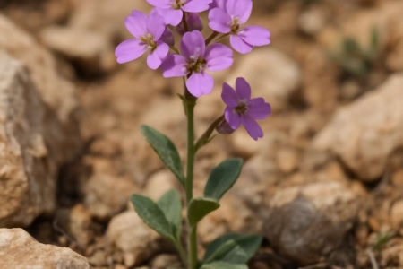 Noccaea cypria