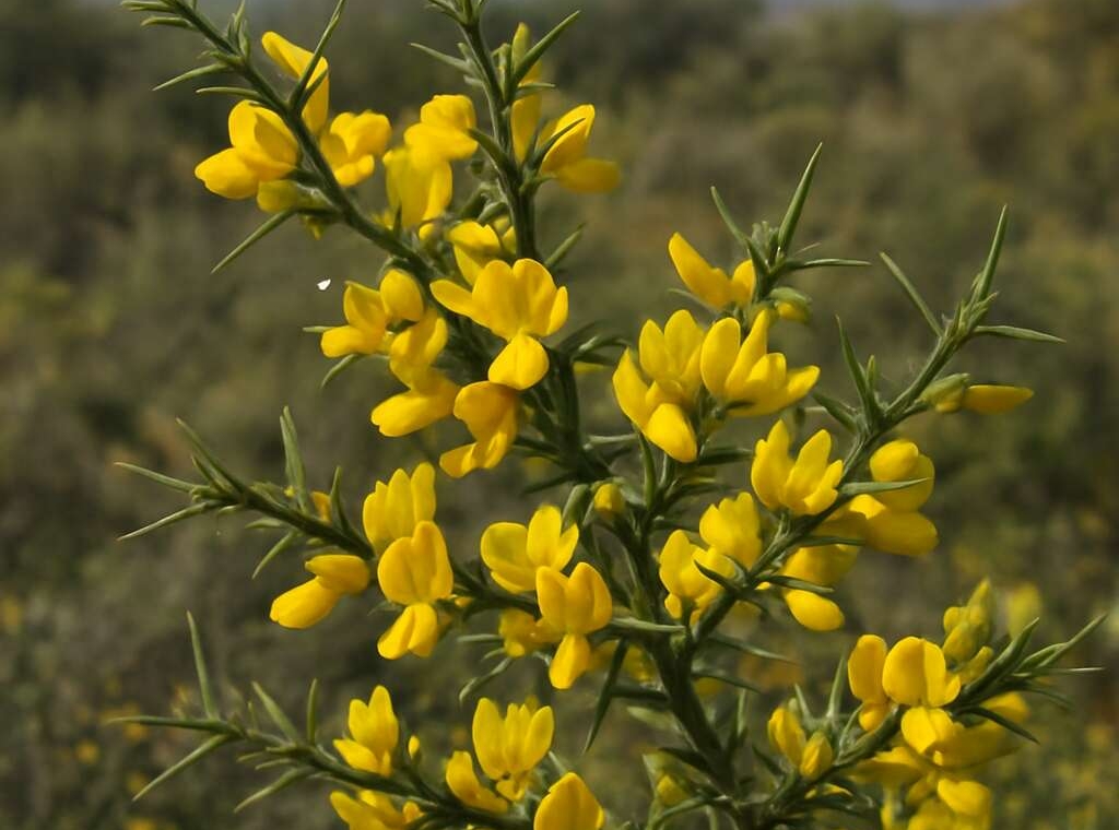 Spiny Broom Calycotome villosa