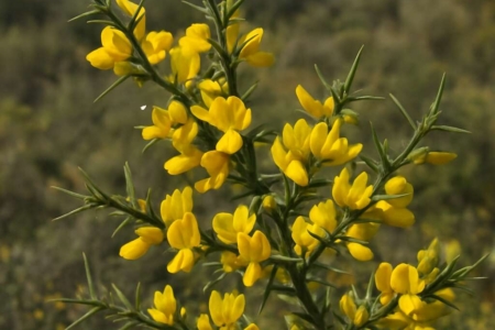 Spiny Broom Calycotome villosa