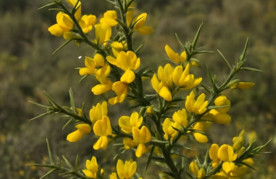 Spiny Broom Calycotome villosa