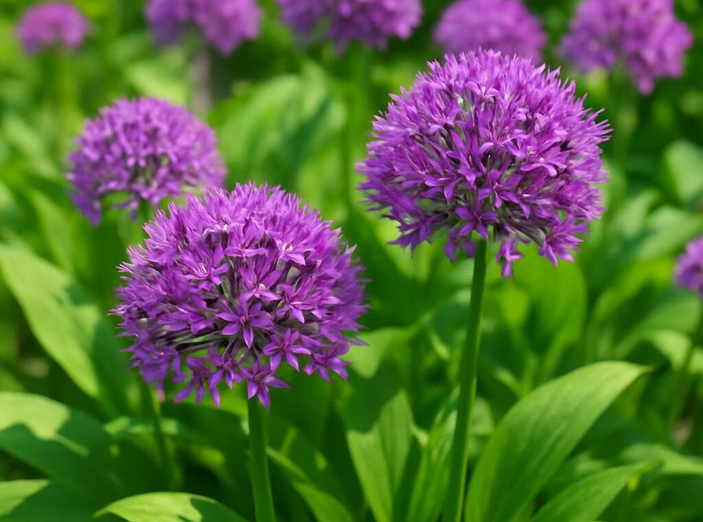 Allium autumnale