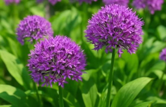 Allium autumnale