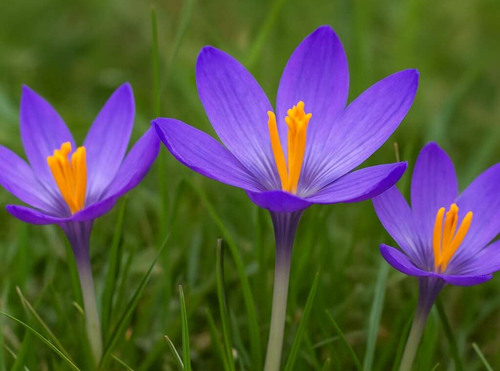 Cyprus Crocus (endemic)	Crocus cyprius