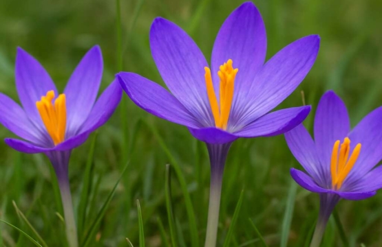 Cyprus Crocus (endemic)	Crocus cyprius