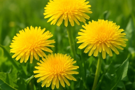 Taraxacum aphrogenes