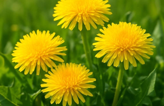 Taraxacum aphrogenes