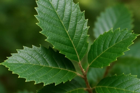Quercus alnifolia