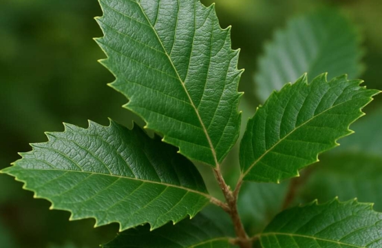 Quercus alnifolia