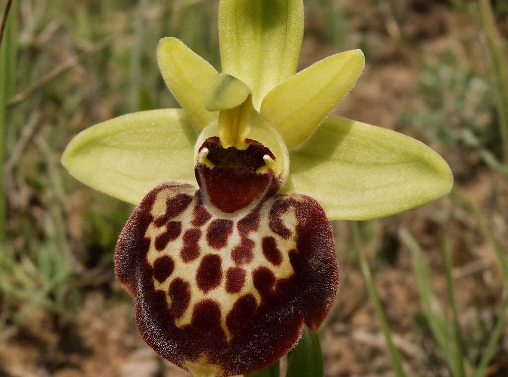 Ophrys kotschyi
