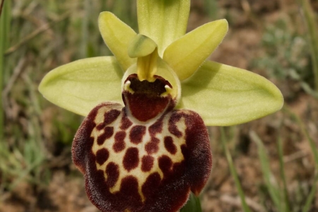 Ophrys kotschyi