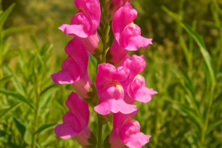 Cyprus Snapdragon (endemic) Antirrhinum majus var. angustifolium