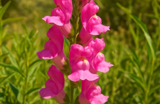 Cyprus Snapdragon (endemic) Antirrhinum majus var. angustifolium
