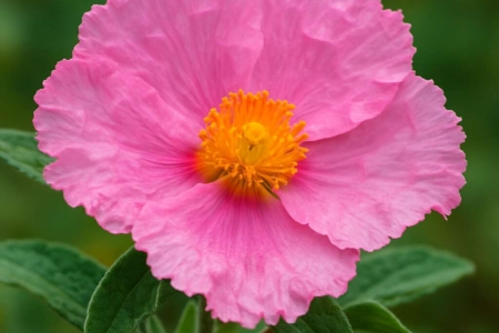 Cistus × akamantis