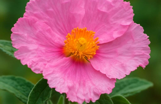 Cistus × akamantis