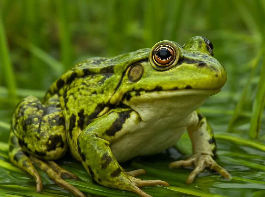 Marsh Frog Pelophylax ridibundus