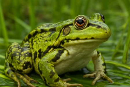 Marsh Frog Pelophylax ridibundus