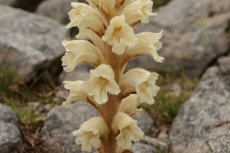 Orobanche chionistrae