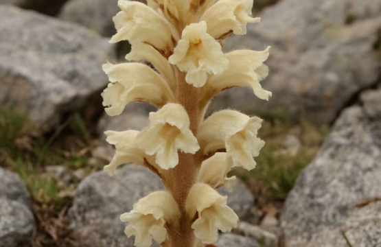 Orobanche chionistrae