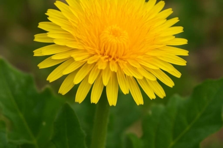 Taraxacum holmboei