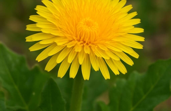 Taraxacum holmboei