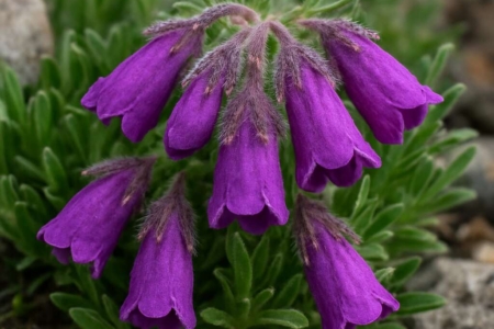 Onosma caespitosa