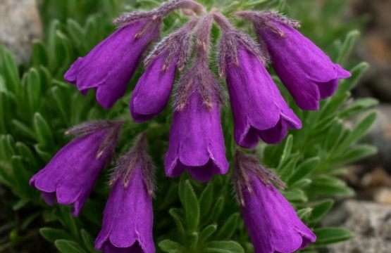 Onosma caespitosa