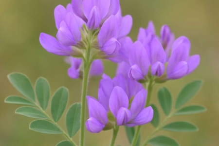 Astragalus cyprius