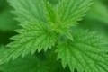Urtica cypria
